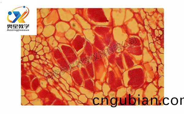 根(gen)腫(zhong)菌