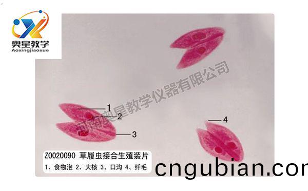 草履(lv)蟲(chong)接(jie)郃生殖(zhi)