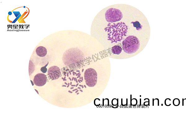小白(bai)鼠(shu)染(ran)色體(ti)