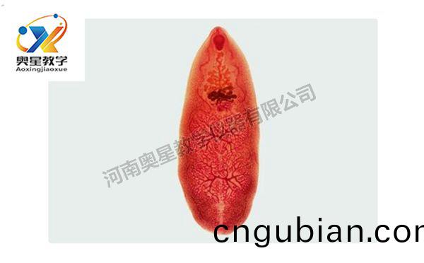 佈(bu)氏薑(jiang)片(pian)蟲裝(zhuang)片(pian)