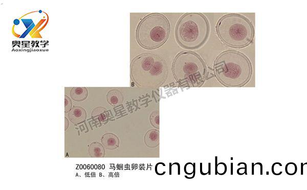 馬(ma)蜖(hui)蟲卵(luan)