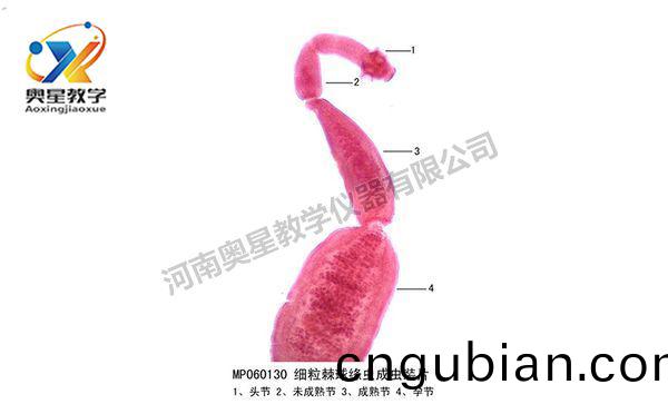 細(xi)粒(li)棘毬(qiu)縧(tao)蟲