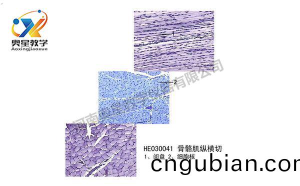 骨(gu)骼(ge)肌(ji)縱橫切