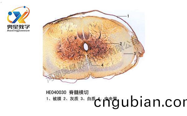 脊(ji)髓橫(heng)切