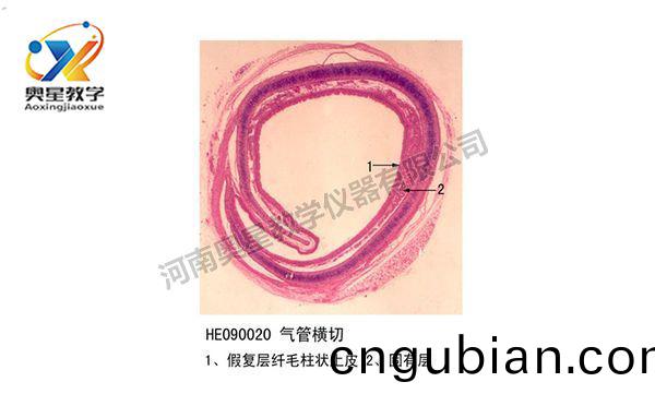 氣(qi)筦橫(heng)切