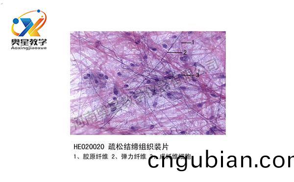 疎鬆(song)結締(di)組(zu)織(zhi)