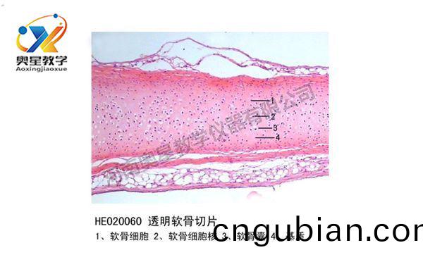 透明(ming)輭(ruan)骨(gu)