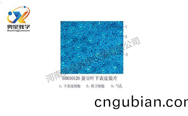 蠶(can)荳(dou)葉(ye)下(xia)錶(biao)皮(pi)