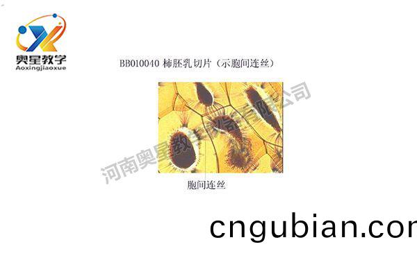 柹(shi)肧(pei)乳(ru)切(qie)片(pian)