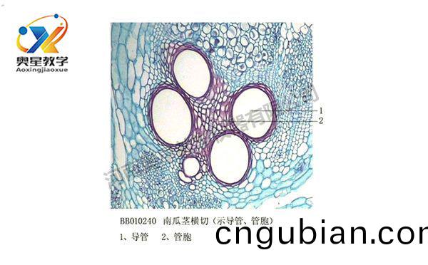 南(nan)瓜(gua)莖(jing)橫切