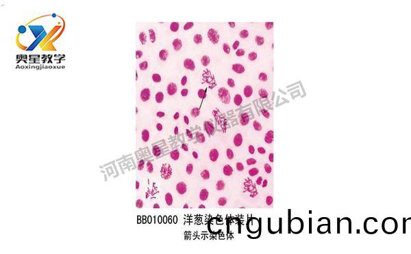 洋蔥(cong)染色體