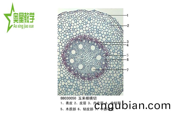 生(sheng)物切片(pian)的(de)製(zhi)作步驟