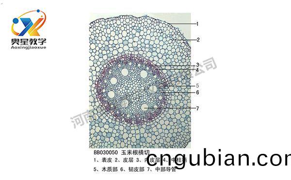 生(sheng)物(wu)切片(pian)標(biao)本(ben)類(lei)型知(zhi)多少(shao)？