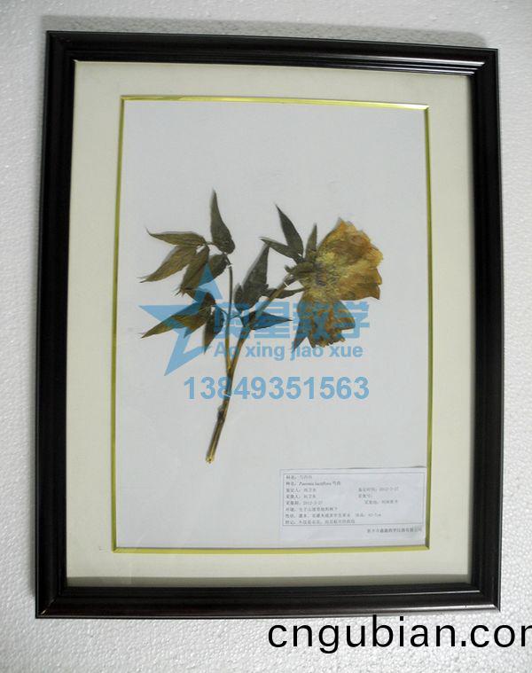 植物學標本(ben)廠傢(jia)：採集植(zhi)物標(biao)本(ben)的(de)要(yao)求