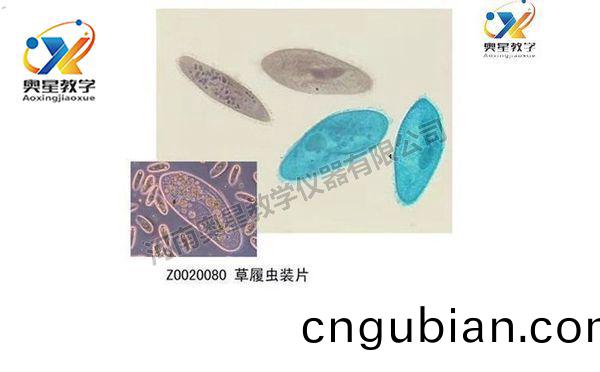 動物學切(qie)片(pian)