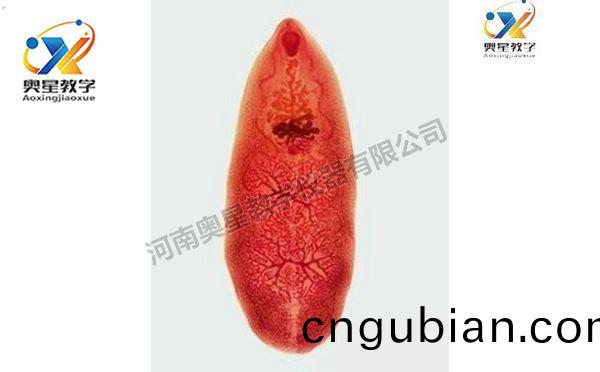 薑(jiang)片蟲裝(zhuang)片(pian)，寄(ji)生蟲(chong)學切(qie)片(pian)