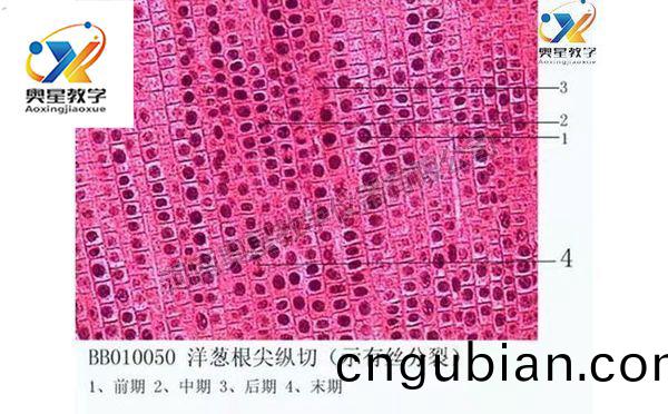 植(zhi)物(wu)學(xue)切(qie)片