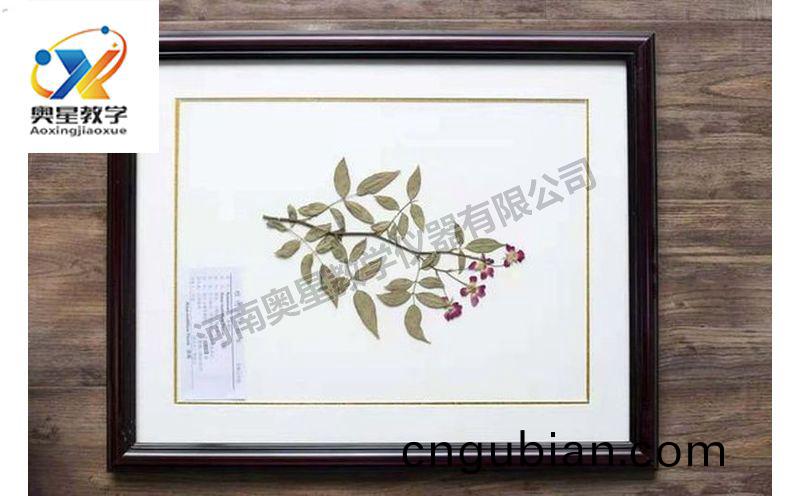 蠟(la)葉標本(ben)