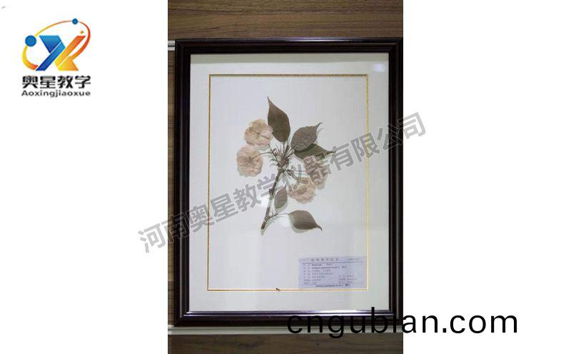 蠟葉標(biao)本(ben)