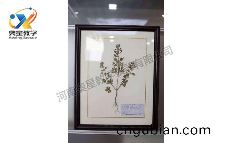 蠟(la)葉(ye)標(biao)本(ben)