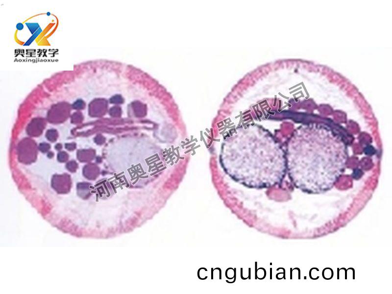 蜖(hui)蟲(chong)雌(ci)雄(xiong)橫(heng)切原(yuan)圖