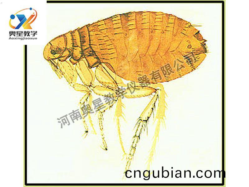 蚤(zao)成(cheng)蟲(chong)裝(zhuang)片原圖