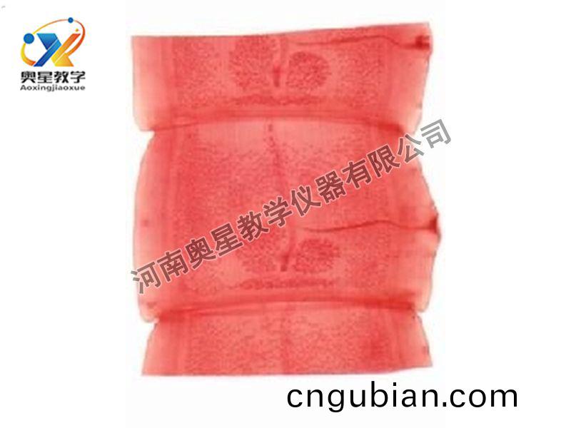 豬帶(dai)縧(tao)蟲(chong)成(cheng)熟節(jie)原(yuan)圖(tu)