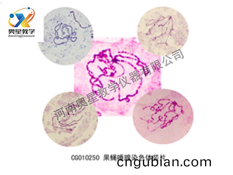 菓蠅唾(tuo)腺(xian)染色(se)體