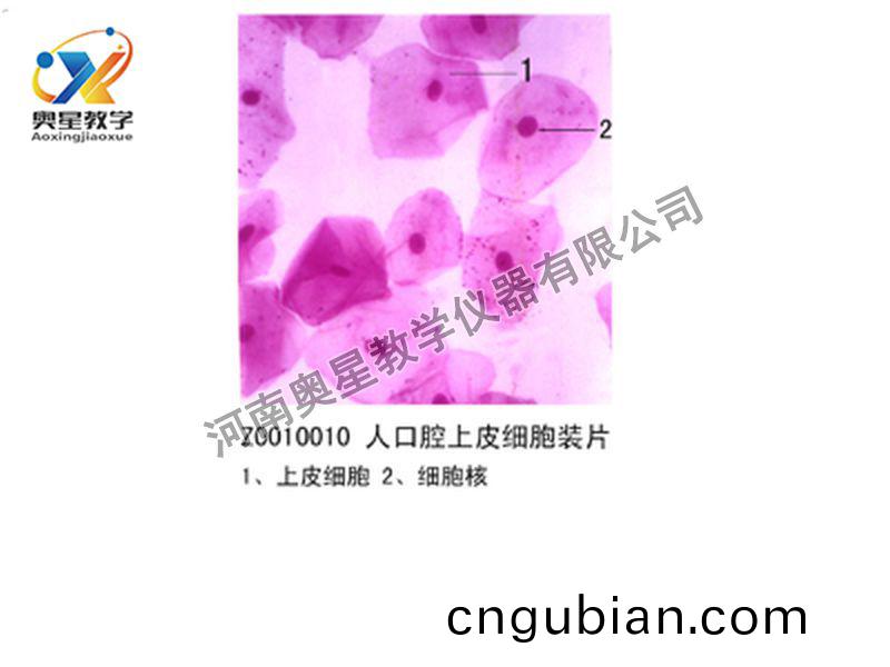 人口腔上皮(pi)細胞裝片(pian)