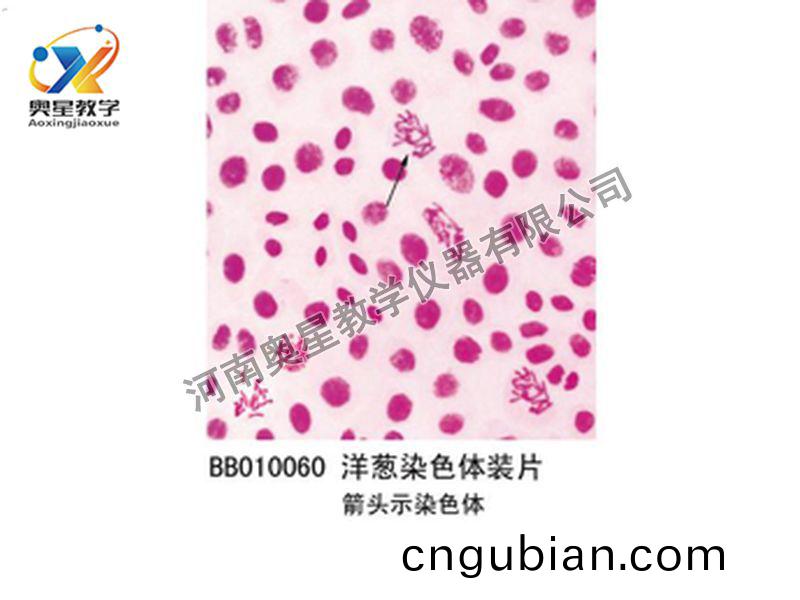 洋蔥染(ran)色體