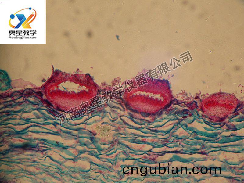 葡(pu)萄(tao)百腐