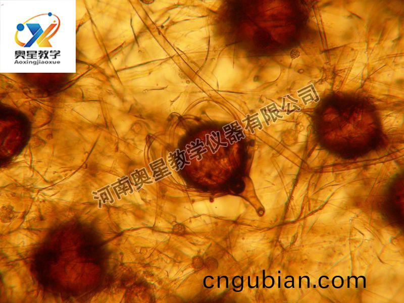 棃(li)頭(tou)黴(mei)