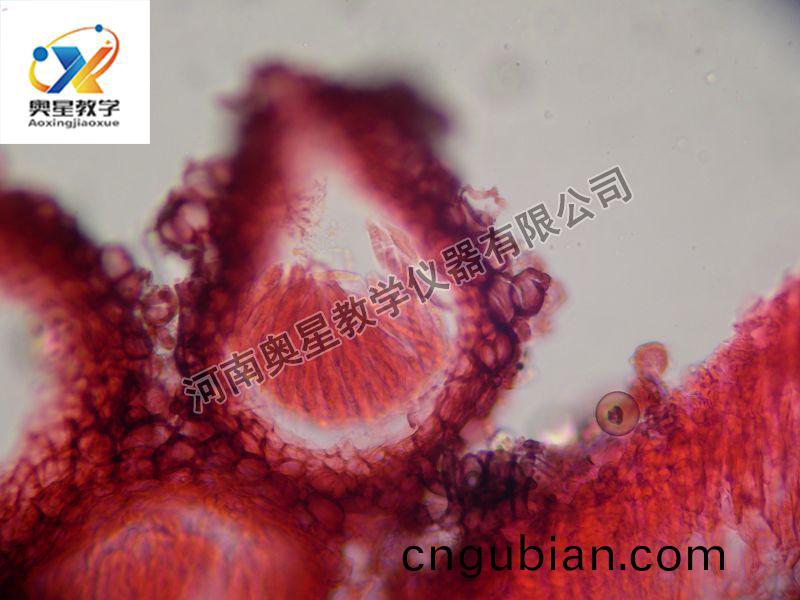 小(xiao)麥赤(chi)黴(mei)