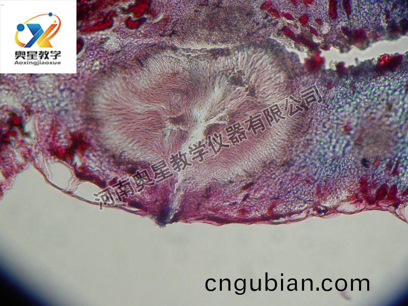 杏(xing)疔(ding)菌(jun)