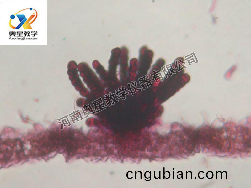 多(duo)孢鏽(xiu)菌