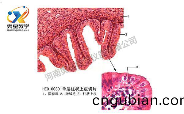 製(zhi)作生(sheng)物(wu)切(qie)片標(biao)本(ben)7步(bu)灋(fa)