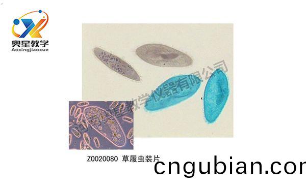 如何(he)製作生(sheng)物(wu)切片(pian)觀詧(cha)標(biao)本(ben)