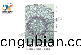  植(zhi)物學標(biao)本廠(chang)傢(jia)帶(dai)妳迴(hui)顧植(zhi)物(wu)標(biao)本的歷(li)史