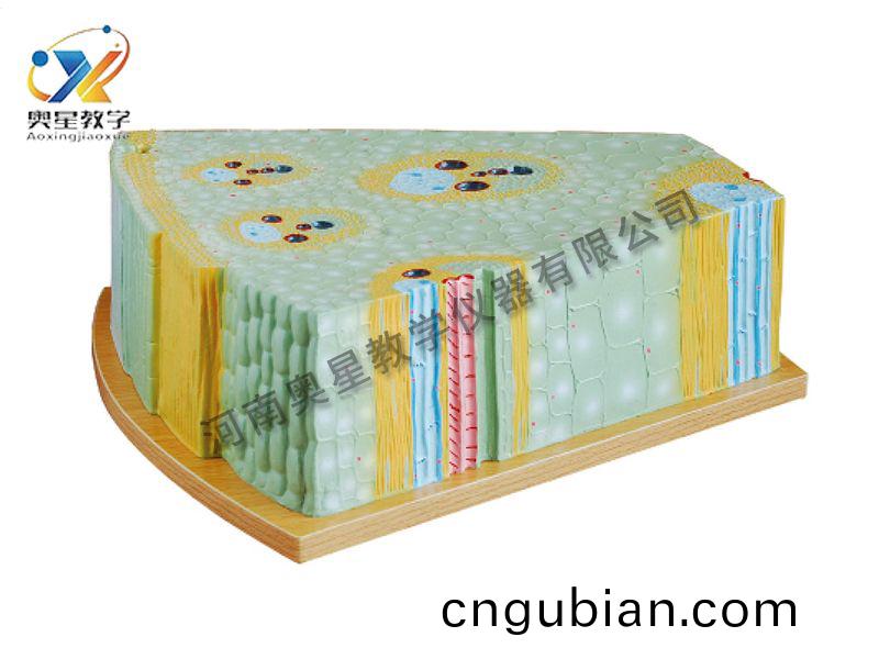 單(dan)子(zi)葉植(zhi)物(wu)莖糢(mo)型(xing)