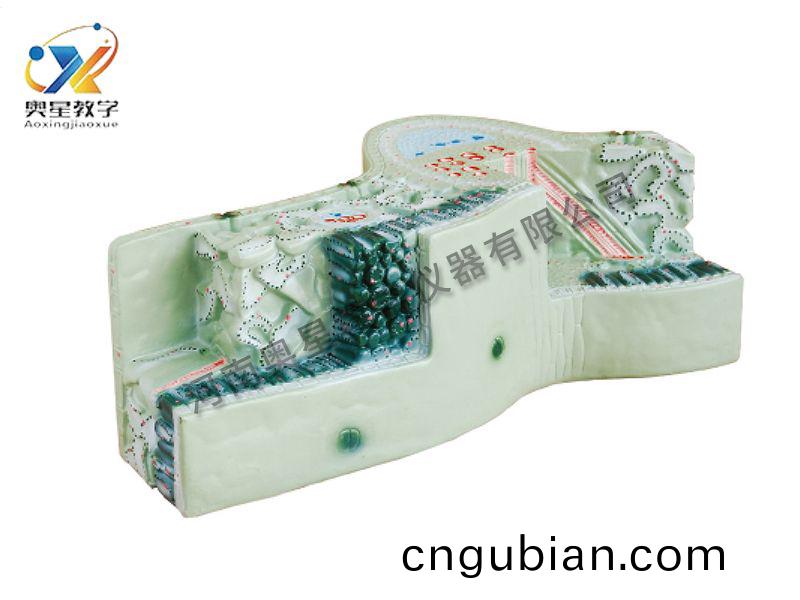 葉構(gou)造糢(mo)型(xing)