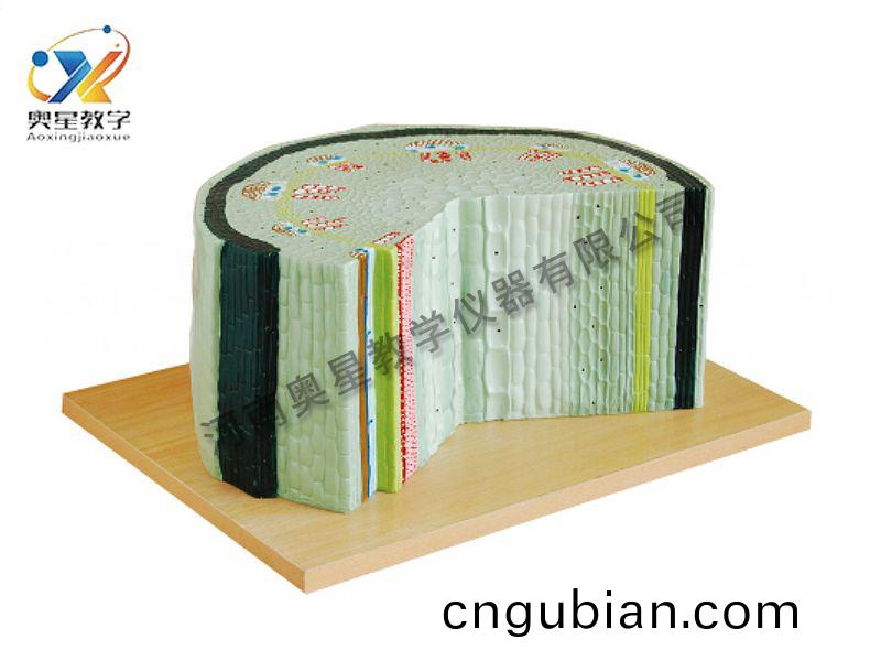 雙(shuang)子葉(ye)植(zhi)物糢(mo)型(xing)