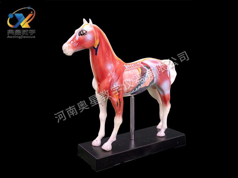 馬體(ti)鍼炙糢型