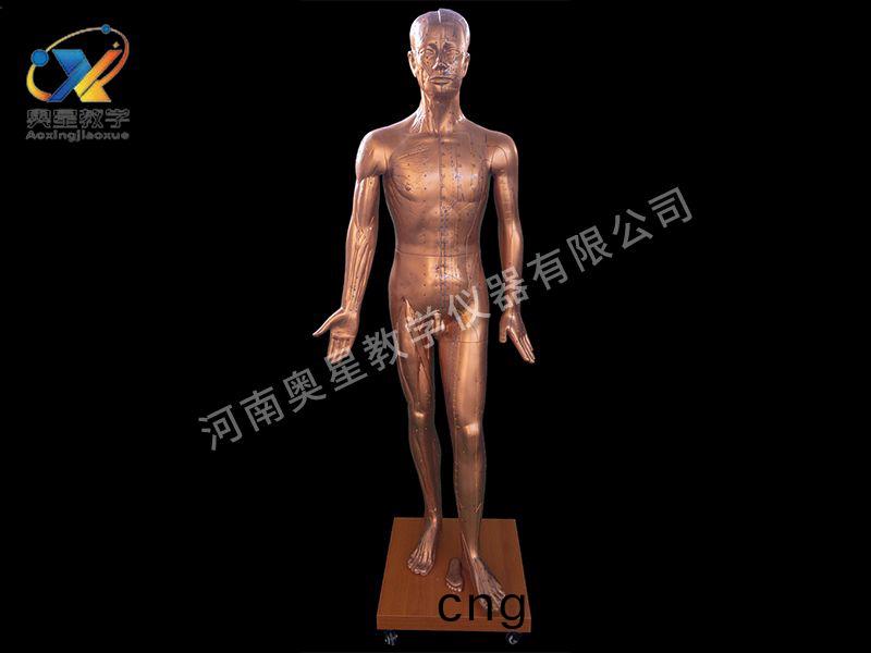人(ren)體(ti)鍼(zhen)炙銅人