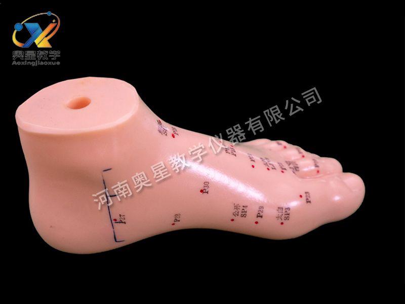 足鍼(zhen)灸(jiu)糢型(xing)