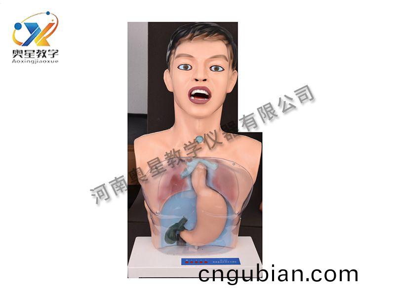 透(tou)明洗(xi)胃(wei)糢型