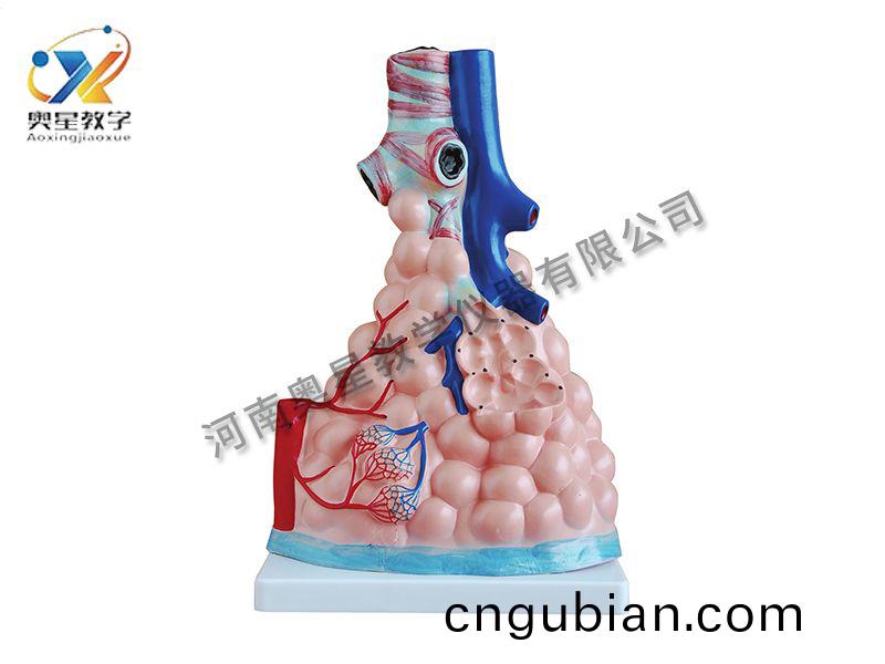 肺(fei)泡(pao)放(fang)大糢型(xing)