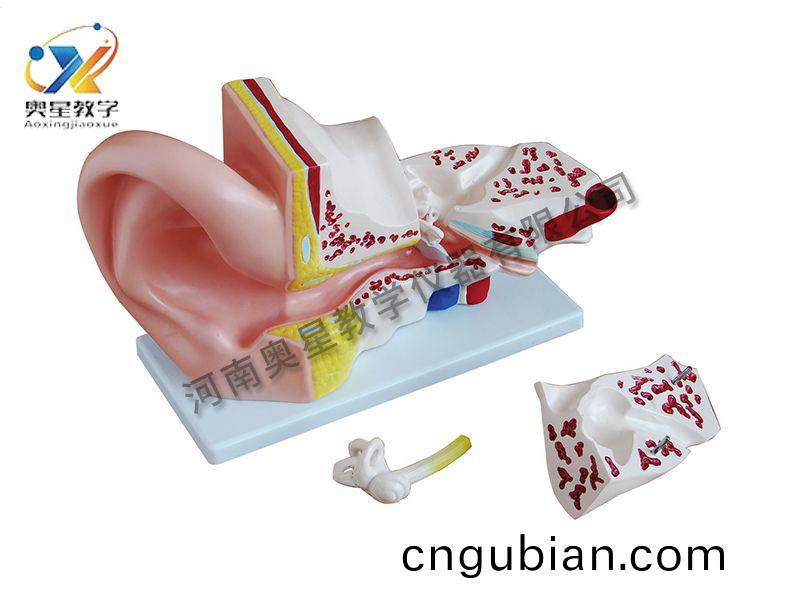大(da)耳(er)解(jie)剖(pou)糢型(xing)