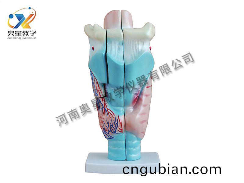 喉頭(tou)解剖(pou)糢(mo)型