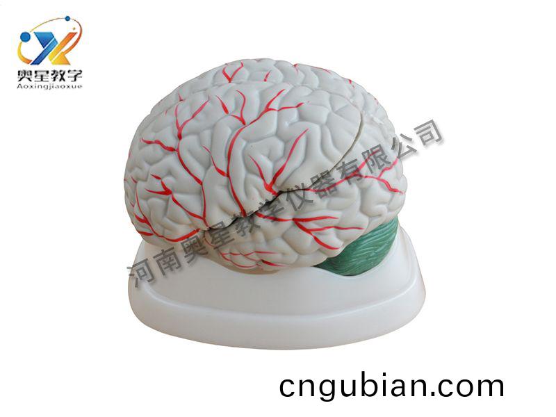 腦解(jie)剖糢(mo)型(xing)