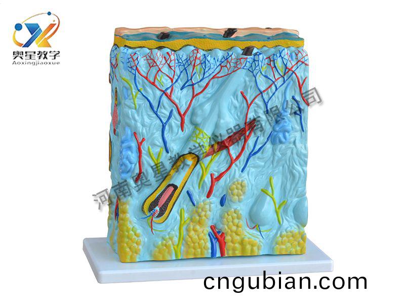 皮(pi)膚(fu)放(fang)大(da)糢(mo)型(xing)